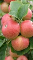 Malus Domestica Alkmene Apple (syn with Malus domestica Early Windsor)