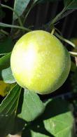Malus Domestica Greensleeves Apple Tree Standard Trained Trees for sale online with UK delivery.