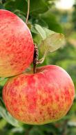Malus Domestica Queen Cox Apple Tree Espaliered Apple Trees buy online with UK delivery