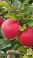 Malus Domestica Benoni Apple, a self-fertile and early-fruiting dessert apple 