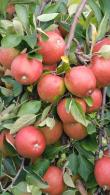 Malus Domestica Braeburn Apple trees, good sized fruit trees for sale online with UK delivery.
