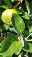 Malus Domestica Bramleys Seedling Apple Trees to buy online with UK and Ireland delivery.