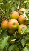 Pleached Apple Tree, variety Coxs Orange Pippin (Malus Domestica)