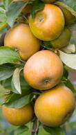 Malus domestica Egremont Russet Standard Apple Tree for sale online, buy UK delivery.