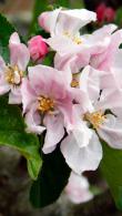 Malus Domestica Fiesta Apple, pretty pink to white spring blossom
