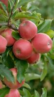 Malus Domestica Gala Must Apple, a variety with many names, originating in New Zealand and named after a royal visit. Apples are sweet, crisp and juicy.