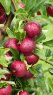 Malus Domestica Gloster Apple is a late season dessert apple tree also used for cooking. Apples are sweet and crisp with an attractive dark flushed red colour