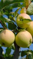 Malus Domestica Golden Delicious Apple tree needs little introduction