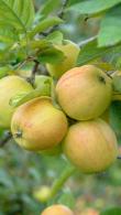 Malus domestica Golden Pearmain Apple produces a good crop of apples