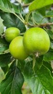 Malus Domestica Granny Smith Apple Trees, regularly producing a heavy crop of crisp green fruit