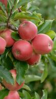 Malus Domestica Royal Gala. Royal Gala Espaliered Apple Trees for sale online with UK delivery.