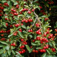 Malus Red Sentinel Ornamental Crab Apple Tree - heavenly blossom in spring and a profusion of red fruit in autumn