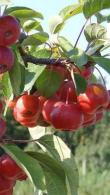 Malus Red Sentinel Ornamental Crab Apple Tree - heavenly blossom in spring and a profusion of red fruit in autumn