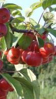 Malus Red Sentinel Ornamental Crab Apple Tree - heavenly blossom in spring and a profusion of red fruit in autumn 