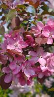 Malus Rudolph Crab Apple, upright crab apple with red-pink flowers in late spring. Leaves initially copper-red turn green in summer then red-yellow autumn fruit