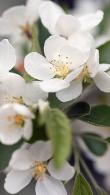 Malus Toringo, Malus Sieboldii Toringo Crab Apple, small deciduous tree with beautiful blossom and copious crab apple fruits, for sale UK