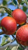 Malus Domestica Ingrid Marie Dessert Apple Tree