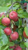 Malus Domestica Rode Boskoop Red Dessert Apple Tree