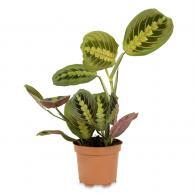Prayer Plant or Maranta Fascinator, a tropical rainforest plant with striking foliage colours. Perfect indoor plant for bathrooms and kitchens, buy online UK