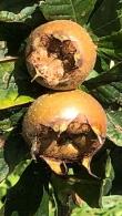 Mespilus Germanica Common Medlar Fruit Tree for Sale Online with UK delivery.
