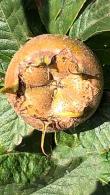 Mespilus Germanica Westerveld or Medlar Westerveld is a small deciduous tree reliably producing an annual fruit crop