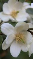 Magnolia Laevifolia Summer Snowflake, in summer flower buds burst into beautiful white-scented flowers that measure 5 cm in length.
