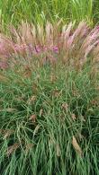 Miscanthus Sinensis Adagio or Eulalia Adagio a highly attractive ornamental grass with great Autumn colour, buy online UK delivery.