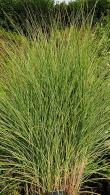 Miscanthus Sinensis Morning Light - an ornamental grass with white and pink flowers, for sale online with UK delivery