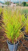 Miscanthus Sinensis var Purpurascens is also known as maiden grass purpurascens, a stunning ornamental grass, buy online UK delivery.