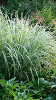 Miscanthus Sinensis Variegatus Ornamental Grass