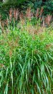 Miscanthus sinensis Zebrinus. Zebra Grass. Ornamental Grasses for sale online with UK delivery