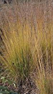 Molinia Caerulea Heidebraut or Purple Moor Grass for sale online with UK delivery.