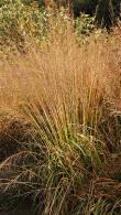 Molinia Caerulea Karl Foerster Purple Moor Grass for sale online with UK delivery.