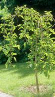 Morus Alba Pendula Weeping White Mulberry, good sized trees with lovely weeping habit for sale UK