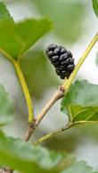 Morus Nigra Tree or Black Mulberry Tree for Sale Online UK nationwide delivery.