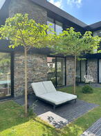 Customers Morus Parasol tree with umbrella shaped canopy and lush green foliage