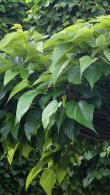Morus Platanifolia Fruitless Mulberry, deciduous shade tree with a wide-spreading crown producing no fruit