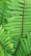 Dryopteris Wallichiana or Wallich