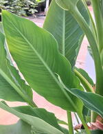 Musella Lasiocarpa or Chinese Yellow Banana