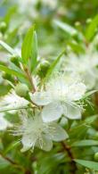 Myrtus Communis or Common Myrtle shrubs for Sale Online with Ireland and UK delivery.