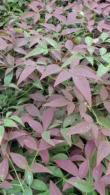 Nandina Domestica Flirt Murasaki