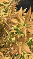 Nandina Domestica Gulf Stream shrubs for sale online from our London nursery, buy with UK delivery.