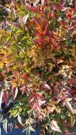 Nandina Domestica Richmond Heavenly Bamboo for sale online, UK and Ireland delivery.