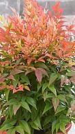 Nandina Domestica Sunset Boulevard Manon Heavenly Bamboo