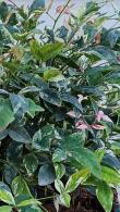 Nandina Domestica Twilight Heavenly Bamboo