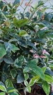 Nandina Domestica Twilight Heavenly Bamboo 