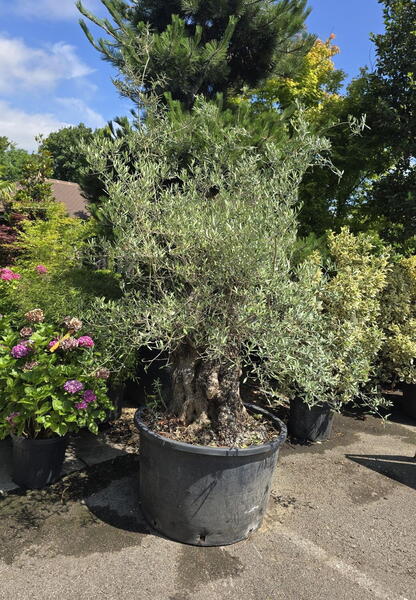 Olea Europaea Olive Tree 3198 - £2500 Mature Specimen Olive Tree