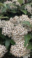 Olearia Macrodonta New Zealand Holly Coastal Hedging Plants for sale online with UK delivery