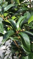 Ormanthus Armatus or Holly Olive