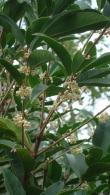 Osmanthus Fragrans, Sweet Olive or Fragrant Tea Olive to buy online UK delivery